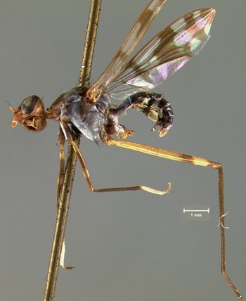 Media type: image;   Entomology 13327 Aspect: habitus lateral view